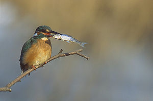 Kingfisher catches a fish 